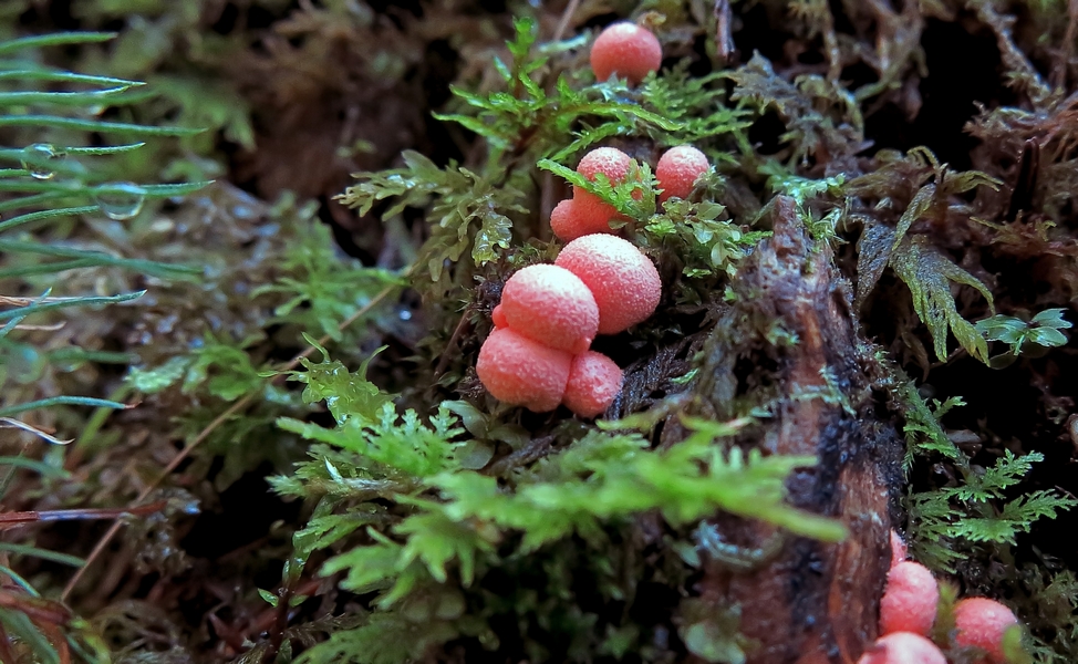 kleiner Blutmilchpilz am Waldboden