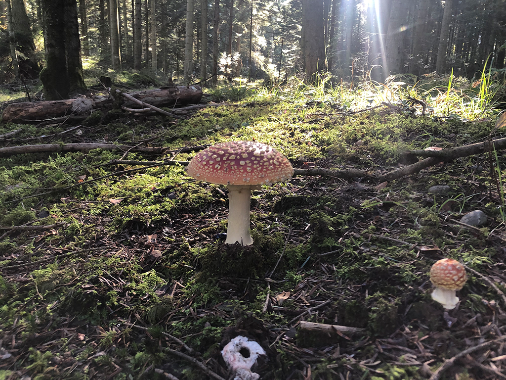 Fliegenpilz auf Waldboden